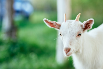 Obraz premium white goat on the meadow