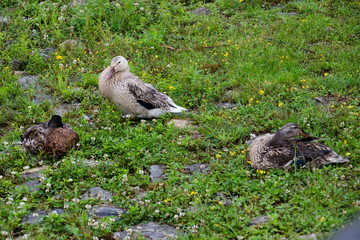 Park Rila by rainy day at Dupnica, Bulgaria