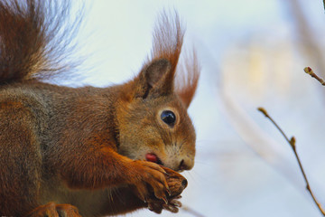 Naklejka na ściany i meble Eichhörnchen im Winter mit einer Nuss 