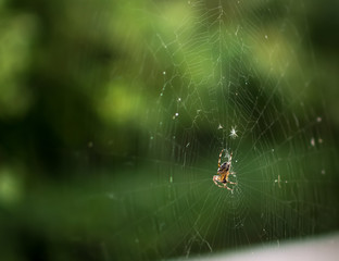 spider on a web on a green background