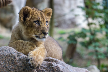 portrait of a lion