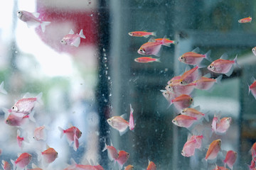 A large number of small fish of various species in aquarium pet shop