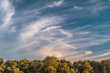 Sky with clouds over the evening forest.