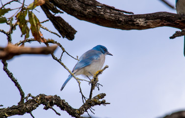 PAJARO AZUL POSADO EN ARBOL 