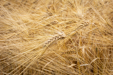 View of a barley field with ripe grain.