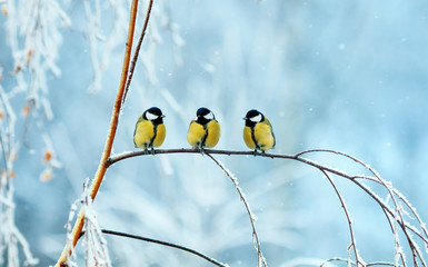  three birds little Tits sit on a tree branch during snowfall in festive winter new year Park