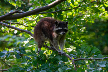 Ein Waschbär klettert in einem Baum in der Seitenansicht