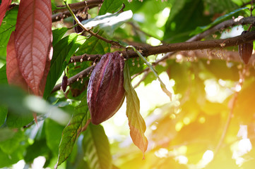 Tropical cacao agriculture theme