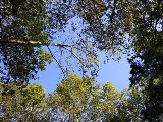 park sky in early autumn