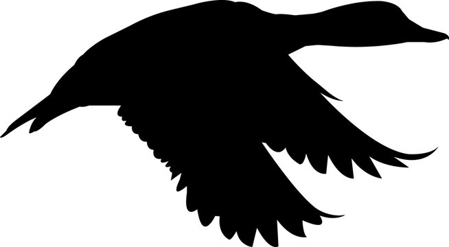recommend clip art: Bluebill Duck Vector Silhouette