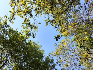 park sky in early autumn