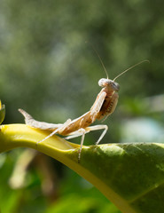 Mantis