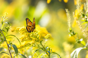 Butterfly on golden rod
