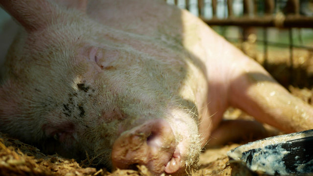 Sow of domestic pig Sus domesticus swine sleeps, hog in a cage profile close-up or detail pink snout nose, breeding on bio organic farm, traditional farming for quality pork, trough of food