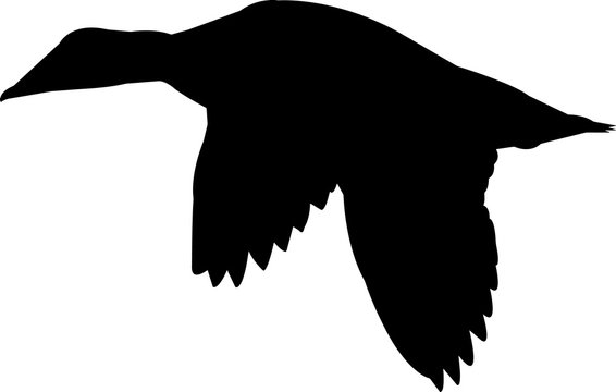 recommend clip art: Common Eider Duck Vector Silhouette