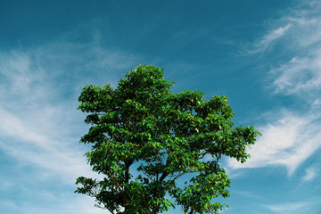 tree on blue sky