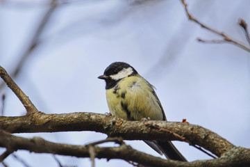 Obraz premium Kohlmeise im Winter auf einem Ast sitzend Parus major