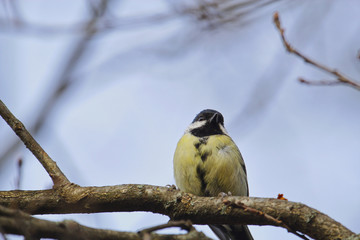 Kohlmeise im Winter auf einem Ast sitzend Parus major