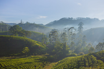 Beautiful green tea plantation in Sri Lanka