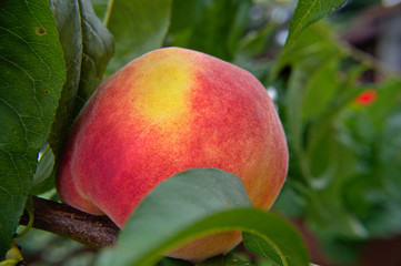Ripe red peaches on a tree with leaves, sunny summer day