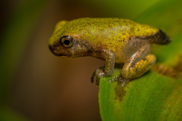 Gray Tree Frog (Hyla versicolor) Juvenile