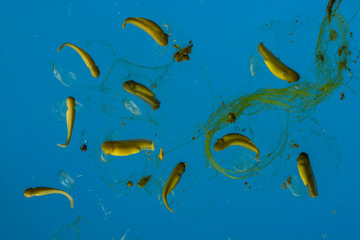 Gray Tree Frog (Hyla versicolor), tadpoles
