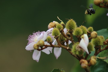 Bumblebee flying to the mission