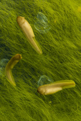 Gray Tree Frog (Hyla versicolor), tadpole