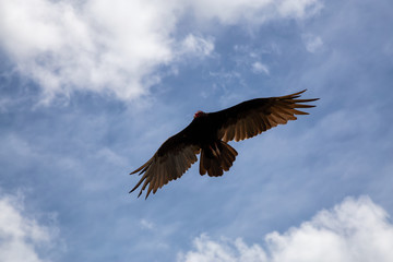 Fototapeta na wymiar Big Black Turkey Vulture flying with a cloudy blue sky background during a sunny summer day. Taken in Ciego de Avila, Cuba.