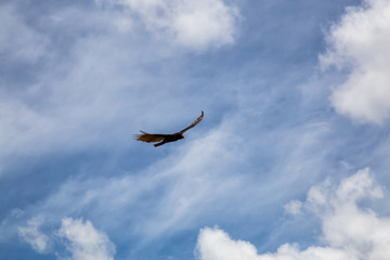 Big Black Turkey Vulture flying with a cloudy blue sky background during a sunny summer day. Taken in Ciego de Avila, Cuba.