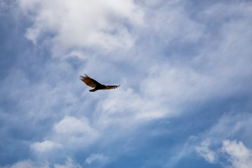 Big Black Turkey Vulture flying with a cloudy blue sky background during a sunny summer day. Taken in Ciego de Avila, Cuba.
