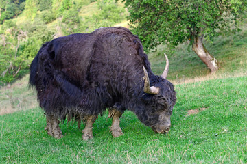 Yak / Hausyak  (Bos mutus) - house yak © bennytrapp