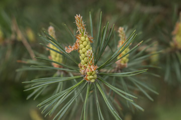 Fototapeta na wymiar Furry branch of spruce in summer, in macro mode