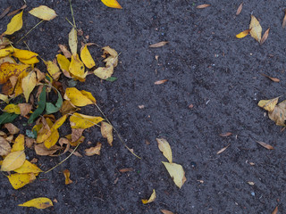 yellow leaf on asphalt