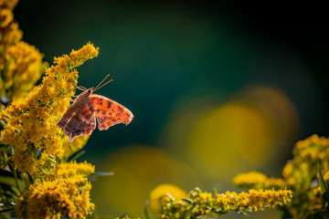 butterfly on yellow flower