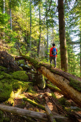 Obraz premium Adventurous Man hiking on a fallen tree in a beautiful green forest during a sunny summer evening. Taken in Squamish, North of Vancouver, British Columbia, Canada.