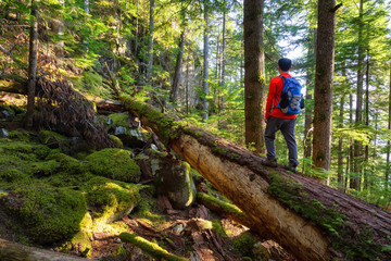 Naklejka na ściany i meble Adventurous Man hiking on a fallen tree in a beautiful green forest during a sunny summer evening. Taken in Squamish, North of Vancouver, British Columbia, Canada.