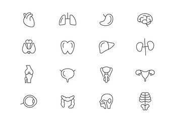 Human internal organs thin line vector icons. Editable stroke - obrazy, fototapety, plakaty