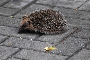 Die Igel (Erinaceidae)