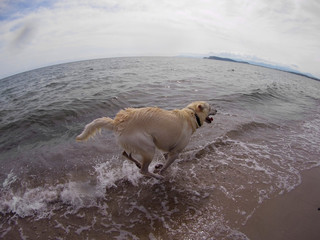 Obraz premium Cane bianco al mare