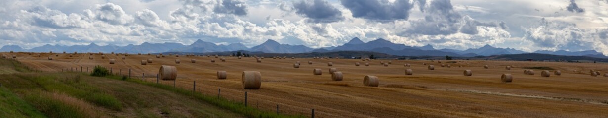 Panoramic View of Bales of Hay in a farm field during a vibrant sunny summer day. Taken near Pincher Creek, Alberta, Canada. - obrazy, fototapety, plakaty