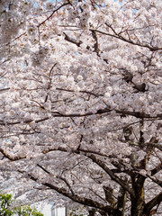 Wide vertical view of the multiple fully-bloomed Somei Yoshino Sakura trees lining the canals along the Philosopher's Path, Kyoto, Japan. Travel and Hanami festival.