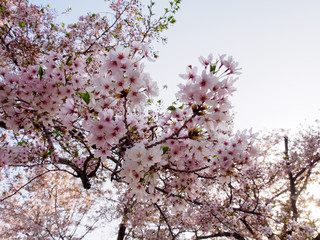 Wide closeup of a fully-bloomed Somei Yoshino Sakura tree on a sunny afternoon. Suita, Osaka, Japan. Travel and Hanami cherry blossom festival.