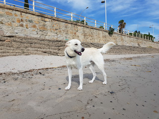 Cane bianco al mare