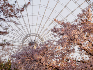 Wide angle view of a Ferris Wheel behind a blooming Somei Yoshino Sakura tree in the evening. Suita, Osaka, Japan. Travel and Hanami cherry blossom festival. - 289564532