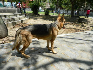 Playa paisaje naturaleza cielo parque y animales