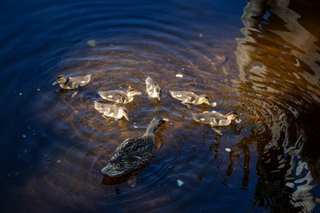 Family of Ducks in Water during summer day. Taken from Trillium Lake, Mt. Hood National Forest, Oregon, United States of America.