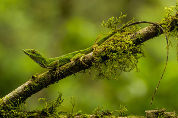  Gem Anole (Anolis gema)