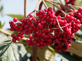 (Viburnum rhytidophyllum) Runzelblättriger Schneeball. Fruchtstand mit rot Steinfrüchten