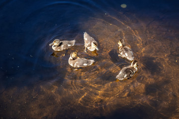 Family of Ducks in Water during summer day. Taken from Trillium Lake, Mt. Hood National Forest, Oregon, United States of America.